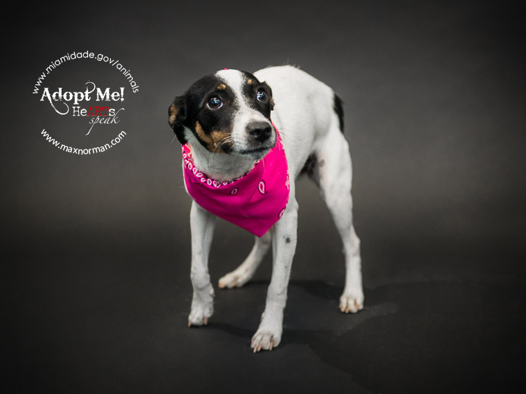 FLOR - ID#A1564289 I am a female, tricolor Rat Terrier. The shelter staff think I am about 8 months old I have been at the shelter since Oct 21, 2013.
