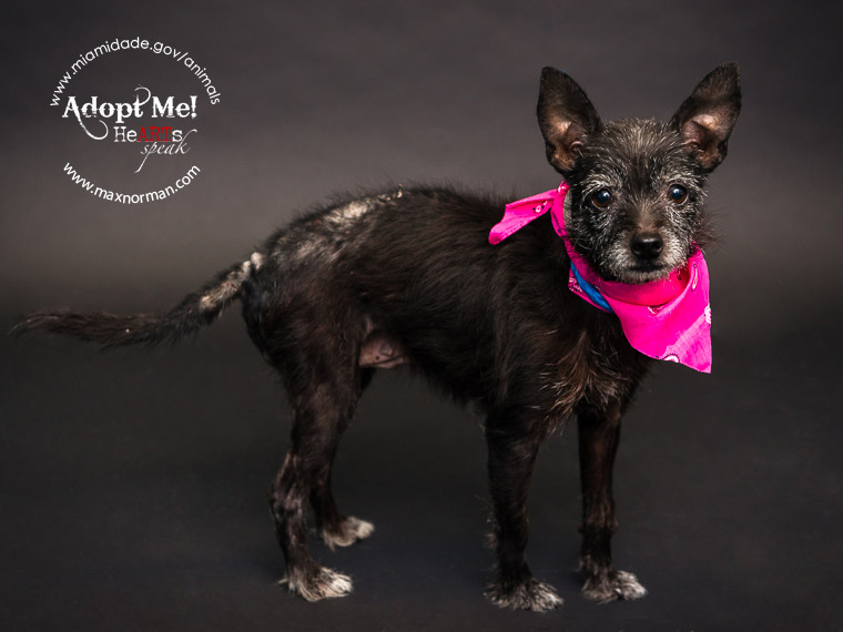 BABY - ID#A1563827 I am a female, black Chihuahua - Long Haired mix. The shelter staff think I am about 6 years old