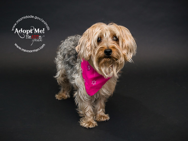 Da dum da dum da dum da dum! THOR - ID#A1565424 I am a male, tan and black Yorkshire Terrier. The shelter staff think I am about 2 years old I have been at the shelter since Oct 24, 2013.