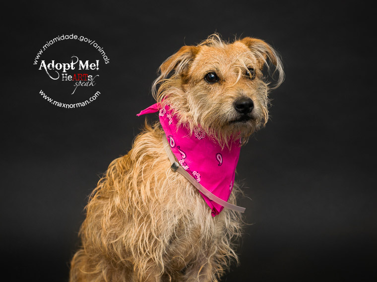 MAGGIE MAE - ID#A1565171 I am a female, tan Terrier mix. The shelter staff think I am about 1 year old I have been at the shelter since Oct 24, 2013.