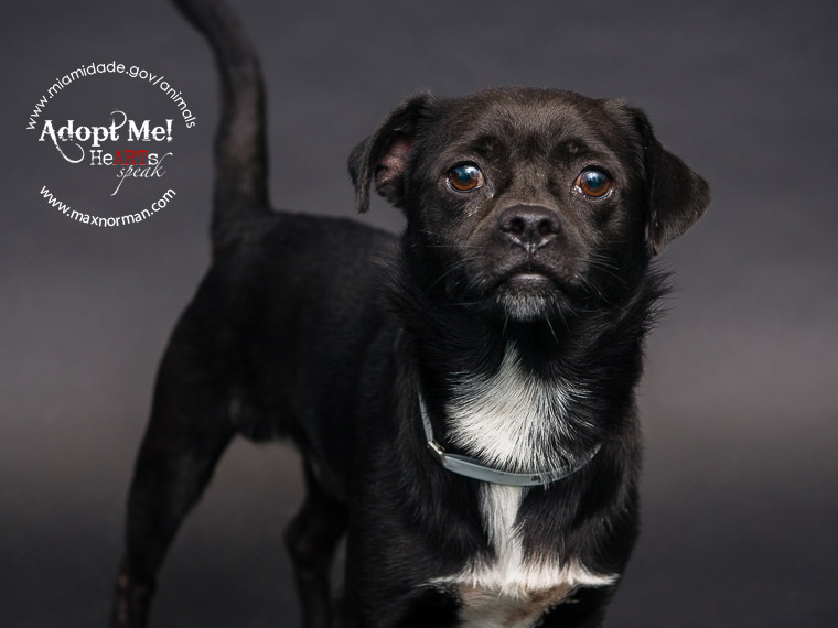 BOBBY - ID#A1564986 I am a male, black and white Pug mix. The shelter staff think I am about 1 year old I have been at the shelter since Oct 23, 2013.