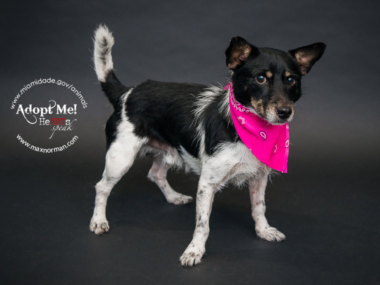 Roar! SAMMY - ID#A1564230 I am a male, black and white Jack (Parson) Russell Terrier and Fox Terrier - Smooth. The shelter staff think I am about 2 years old I have been at the shelter since Oct 21, 2013.