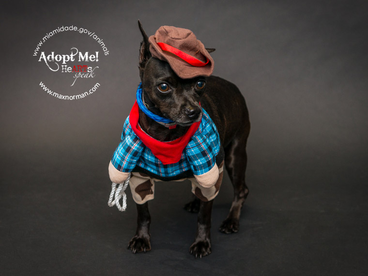 Howdy partner! SEYMOUR - ID#A1044486 I am a neutered male, black Miniature Pinscher. The shelter staff think I am about 5 years old I have been at the shelter since Oct 28, 2013.