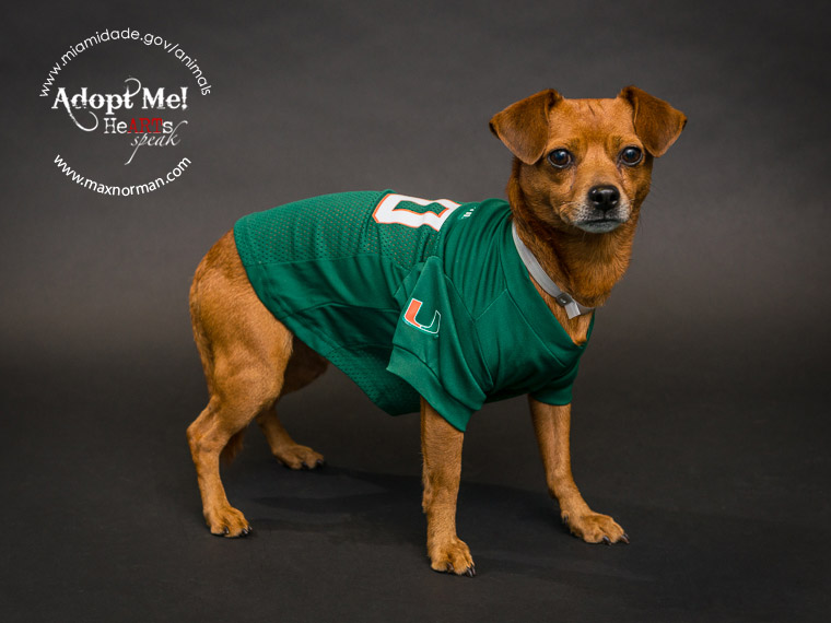 Even though Cookie has already been rescued, he still wants to show his support for the 'Canes. It's all about the U! Sorry, 'Noles fans. It will be a good game this weekend! Cookie can't wait!