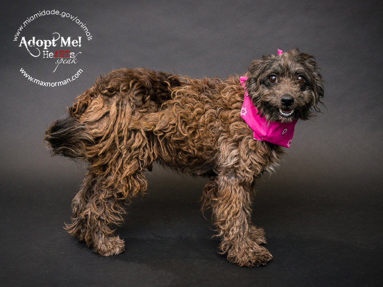  DENISE - ID#A1567060 I am a female, chocolate Poodle - Standard mix. The shelter staff think I am about 2 years old I have been at the shelter since Oct 29, 2013.