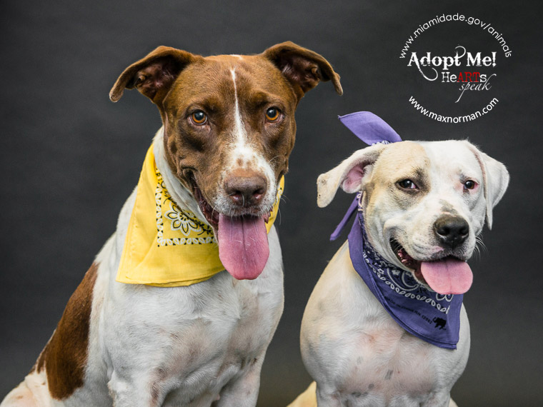 These two are mother and daughter. The shelter wants to keep them together if possible. CHICHI - ID#A1565068 I am a female, brown and white Pointer and American Bulldog. The shelter staff think I am about 2 years old I have been at the shelter since Oct 23, 2013. CHACHI - ID#A1565069 I am an unaltered female, white Pointer and American Bulldog. The shelter staff think I am about 10 months old I have been at the shelter since Oct 23, 2013.