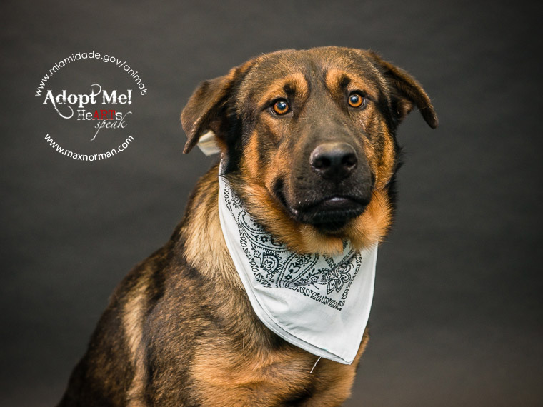 RANGER - ID#A1563839 I am a male, brown and black German Shepherd Dog mix. The shelter staff think I am about 1 year and 6 months old I have been at the shelter since Oct 19, 2013.
