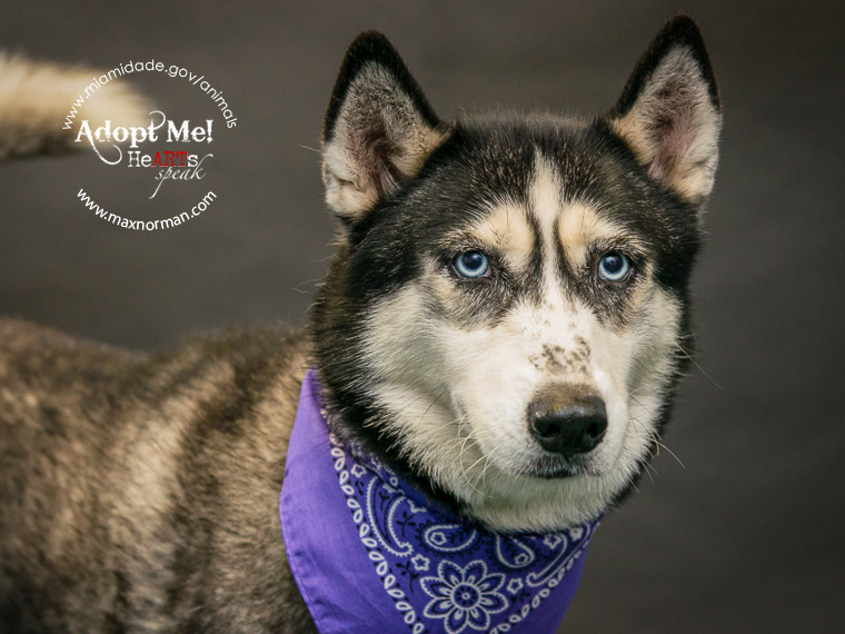 HALEY - ID#A1567098 I am a female, black and white Siberian Husky. The shelter staff think I am about 3 years old I have been at the shelter since Oct 29, 2013.