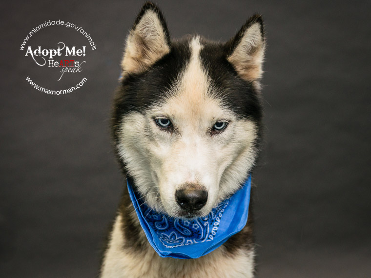 COOKIE - ID#A1567099 I am a male, black and white Siberian Husky. The shelter staff think I am about 3 years old I have been at the shelter since Oct 29, 2013.