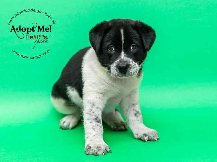 This puppy is going to need someone special to take care of him. He is completely blind. Very sweet! Please share because I know he is going to be harder to adopt. JACK - ID#A1573430 I am a male, black and white St Bernard - Smooth Coated. The shelter staff think I am about 9 weeks old I have been at the shelter since Nov 17, 2013.