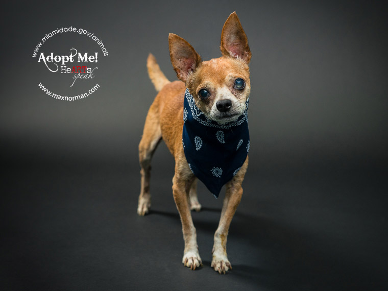 TOMY - ID#A1571429 I am a male, brown and black Chihuahua - Smooth Coated. The shelter staff think I am about 10 years old I have been at the shelter since Nov 09, 2013.