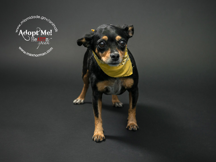 EMMA - ID#A1573436 I am a female, black and brown Chihuahua - Smooth Coated. The shelter staff think I am about 6 years old I have been at the shelter since Nov 17, 2013.