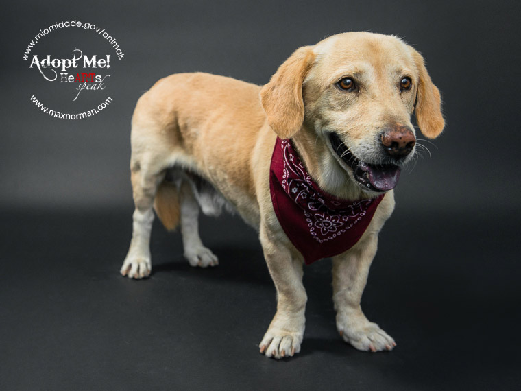 STRETCH - ID#A1572861 I am a male, cream Beagle and Labrador Retriever. The shelter staff think I am about 3 years old I have been at the shelter since Nov 14, 2013.