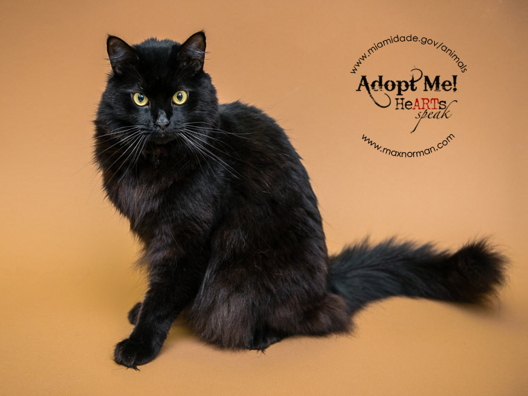 SNOWFLAKE - ID#A1567062 I am a neutered male, black Domestic Longhair. The shelter staff think I am about 2 years old I have been at the shelter since Nov 13, 2013.