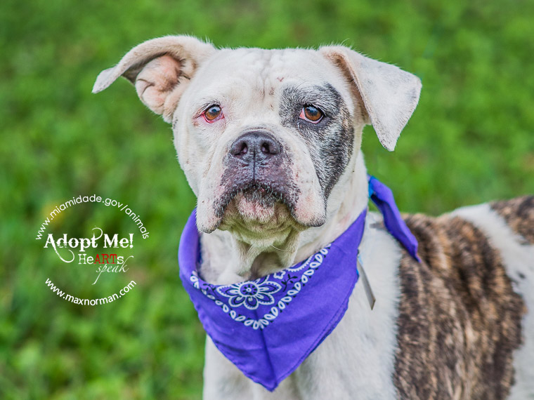 DAISY - ID#A1584046 I am a female, brown brindle and white American Bulldog. The shelter staff think I am about 3 years old.