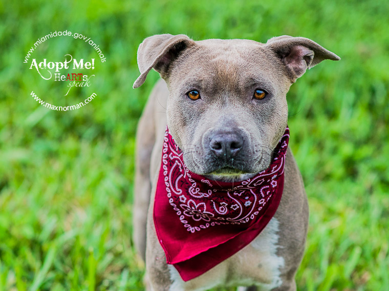 SKY - ID#A1583843 I am a female, gray Pit Bull Terrier. The shelter staff think I am about 4 years old I have been at the shelter since Dec 27, 2013.