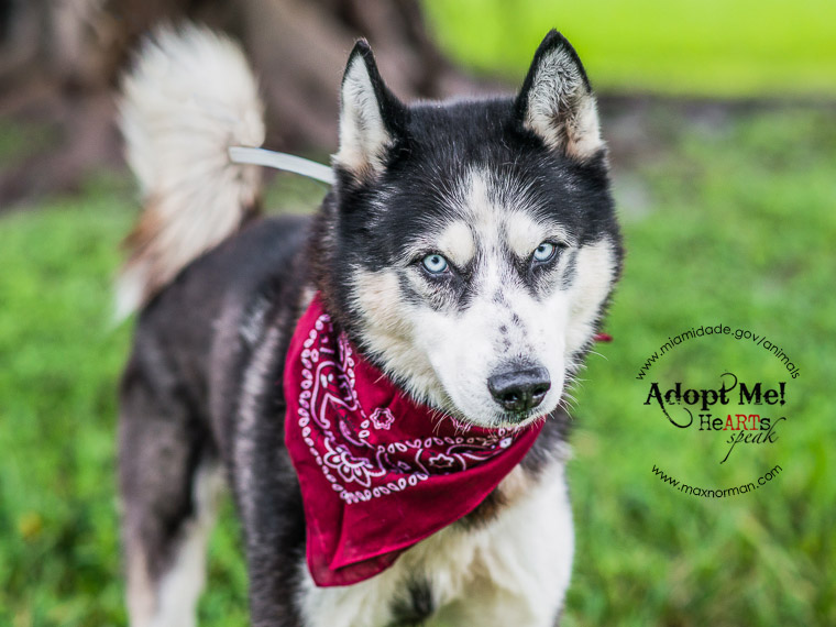 I am a male, black and white Siberian Husky. The shelter staff think I am about 2 years old I have been at the shelter since Jan 03, 2014.