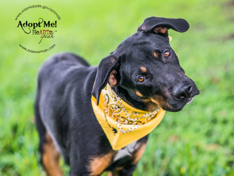 OREO - ID#A1585054 I am a female, tricolor Terrier mix. The shelter staff think I am about 2 years old I have been at the shelter since Jan 04, 2014. Since she is the 500th dog I have photographed since I began volunteering at MDAS, they are waiving her adoption fee to honor the milestone.