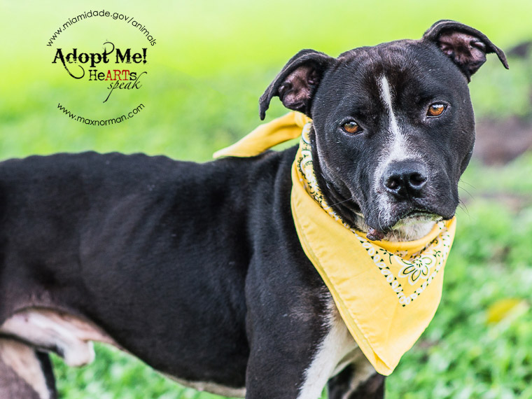JOKER - ID#A1585701 I am a male, black and white Pit Bull Terrier mix. The shelter staff think I am about 1 year and 6 months old I have been at the shelter since Jan 07, 2014.