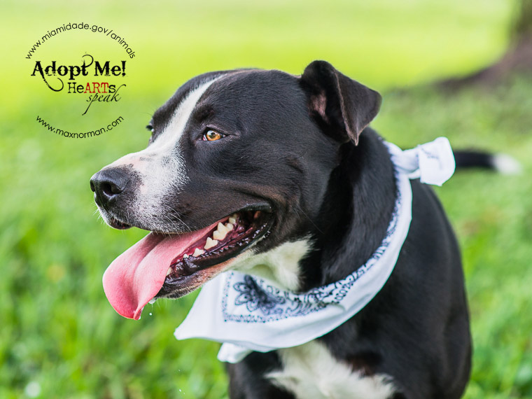 MARIO - ID#A1586060 I am a male, black and white Mastiff mix. The shelter staff think I am about 2 years old I have been at the shelter since Jan 08, 2014.
