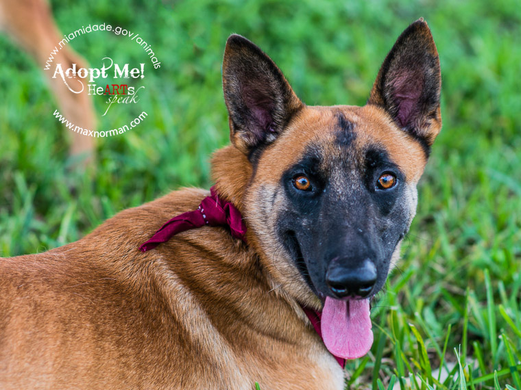 PAUL - ID#A1586331 I am a male, tan and black Belgian Malinois. The shelter staff think I am about 2 years old I have been at the shelter since Jan 09, 2014.