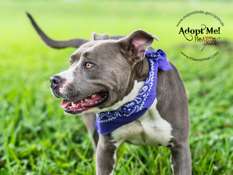 BELLA - ID#A1585702 I am a female, gray and white American Staffordshire Terrier. The shelter staff think I am about 3 years old I have been at the shelter since Jan 07, 2014.