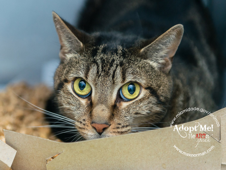  LENNY - ID#A1584953 I am a neutered male, brown tabby Domestic Shorthair. The shelter staff think I am about 7 years old I have been at the shelter since Jan 04, 2014. 