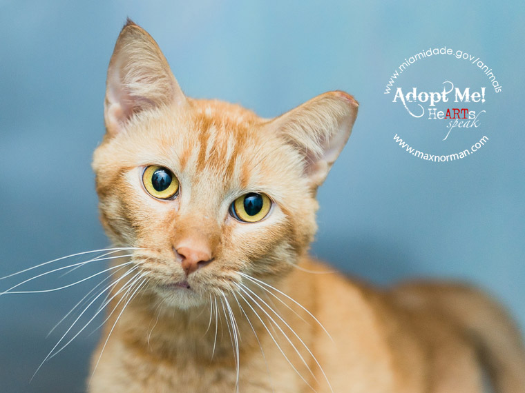  LUCKY - ID#A1585572 I am a neutered male, orange tabby Domestic Shorthair. The shelter staff think I am about 2 years old I have been at the shelter since Jan 07, 2014.