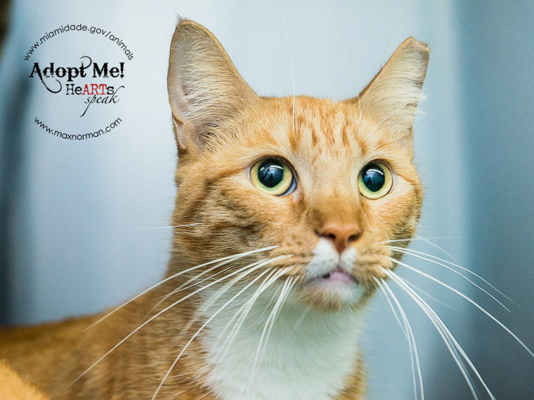 SUPERMAN - ID#A1585568 I am a neutered male, orange tabby and white Domestic Shorthair. The shelter staff think I am about 2 years old I have been at the shelter since Jan 07, 2014.