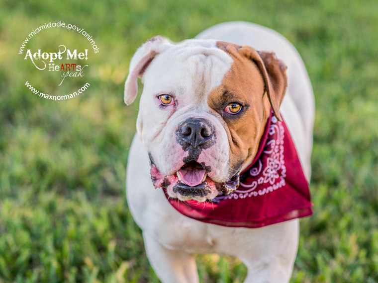 BRUCE - ID#A1587180 I am a male, white and brown American Bulldog. The shelter staff think I am about 3 years old I have been at the shelter since Jan 13, 2014.