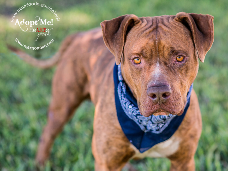 MACK - ID#A1585314 I am a male, brown American Bulldog. The shelter staff think I am about 5 years old I have been at the shelter since Jan 06, 2014.