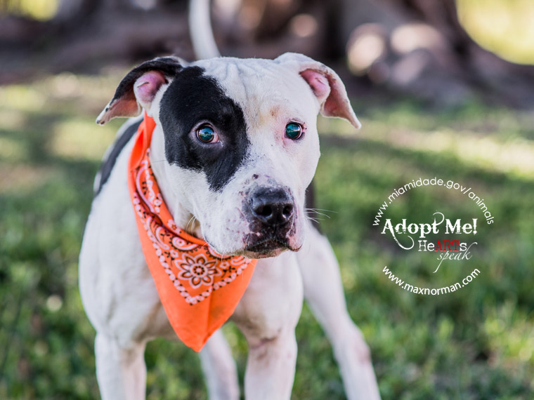  SCOTT - ID#A1586707 I am a male, white and black American Bulldog. The shelter staff think I am about 2 years old I have been at the shelter since Jan 11, 2014. 