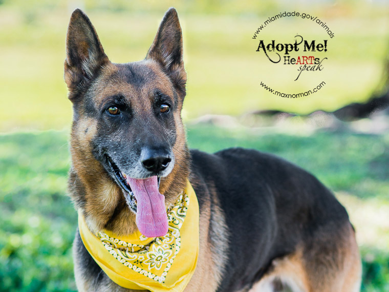 RANGER - ID#A1587444 I am a male, black and tan German Shepherd Dog. The shelter staff think I am about 8 years old I have been at the shelter since Jan 14, 2014.