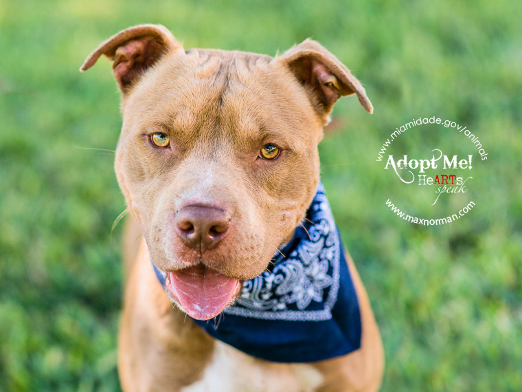 MARIO - ID#A1588230 I am a male, brown and white Pit Bull Terrier mix. The shelter staff think I am about 1 year old I have been at the shelter since Jan 17, 2014.
