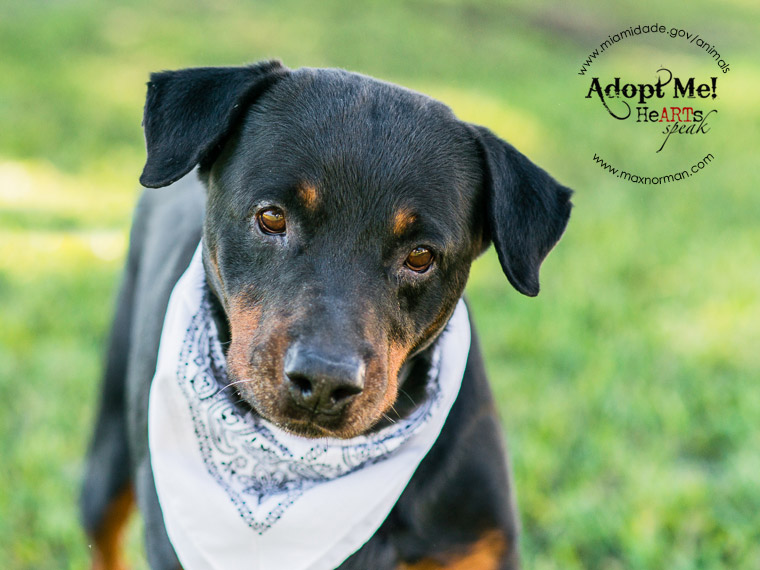 ROCKY - ID#A0860754 I am a male, black Rottweiler and Labrador Retriever. The shelter staff think I am about 8 years old I have been at the shelter since Jan 11, 2014. 
