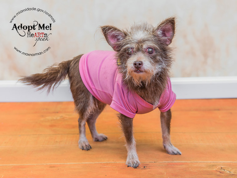 MAGGIE - ID#A1590029 I am a female, tan and brown Chihuahua - Long Haired. The shelter staff think I am about 10 years old I have been at the shelter since Jan 25, 2014.