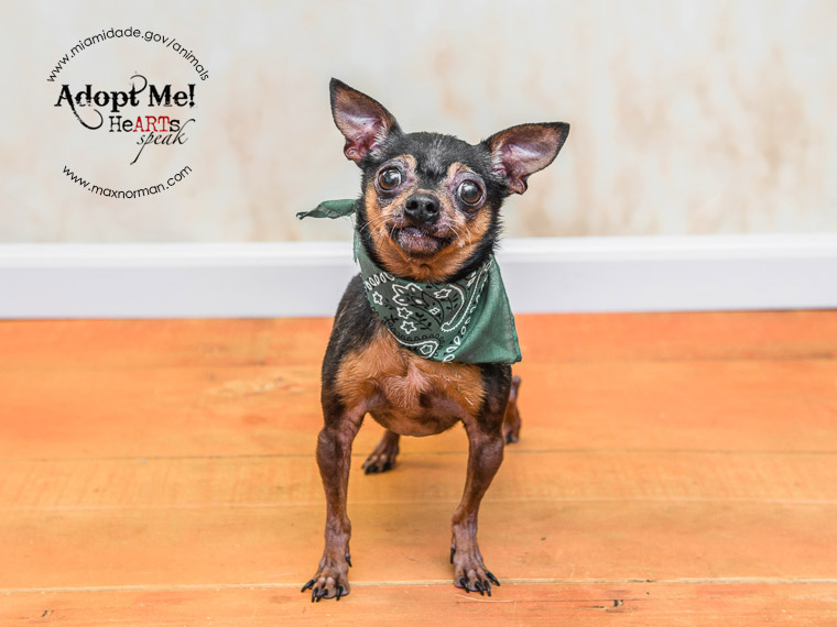  LUKE - ID#A1590206 I am a male, black and tan Chihuahua - Smooth Coated. The shelter staff think I am about 7 years old I have been at the shelter since Jan 26, 2014. 