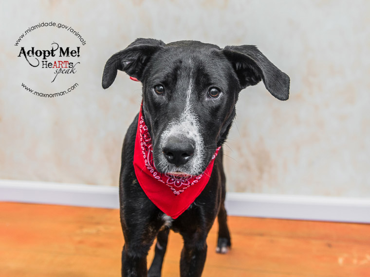 SCOOBY - ID#A1588578 I am a male, black and white Labrador Retriever mix. The shelter staff think I am about 1 year and 6 months old I have been at the shelter since Jan 18, 2014. 