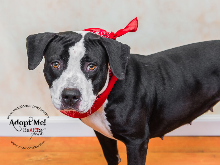  LOLA - ID#A1588133 I am a female, black and white Pit Bull Terrier mix. The shelter staff think I am about 2 years old I have been at the shelter since Jan 16, 2014. 