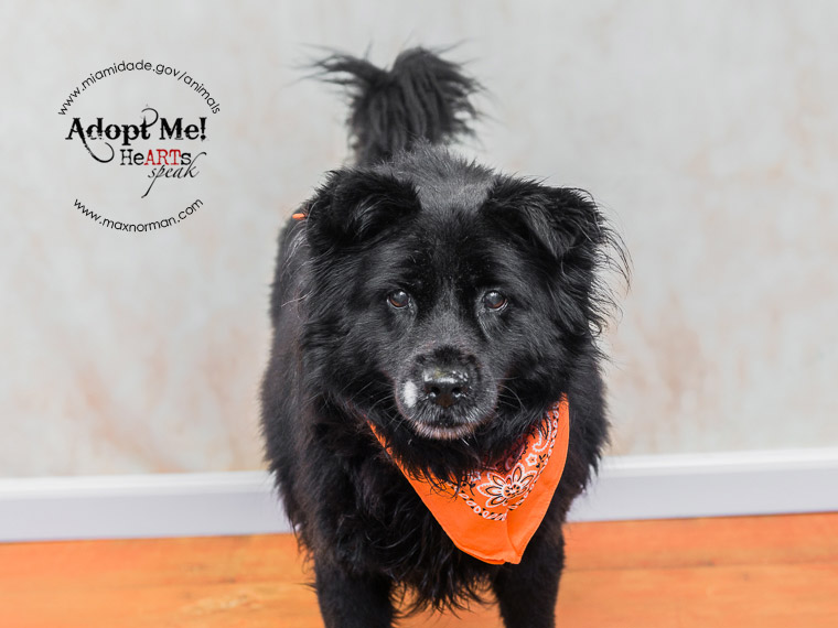  GIPSY - ID#A0781179 I am a female, black Chow Chow mix. The shelter staff think I am about 7 years old I have been at the shelter since Jan 04, 2014. 
