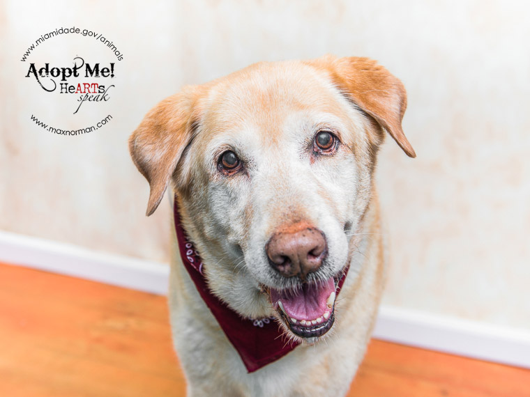  SPOTTY - ID#A1484551 I am a male, yellow Labrador Retriever. The shelter staff think I am about 8 years old I have been at the shelter since Jan 30, 2014.