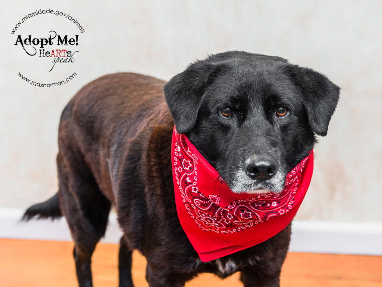  ALBERT - ID#A1586891 I am a male, black Labrador Retriever mix. The shelter staff think I am about 1 year old I have been at the shelter since Jan 12, 2014. 