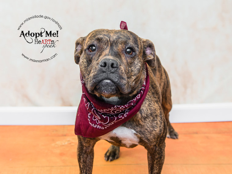  NINA - ID#A1590800 I am a female, brown brindle Boxer mix. The shelter staff think I am about 2 years old I have been at the shelter since Jan 28, 2014. 