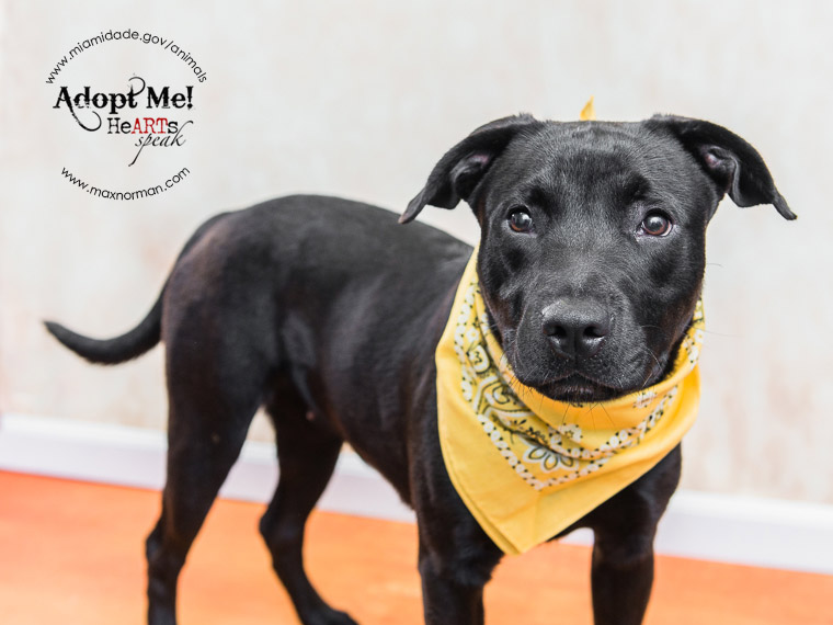  BELLA - ID#A1590026 I am a female, black and white Labrador Retriever mix. The shelter staff think I am about 8 months old I have been at the shelter since Jan 24, 2014. 