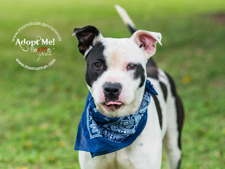 MIKE - ID#A1597121 I am a male, white and black American Bulldog. The shelter staff think I am about 2 years old I have been at the shelter since Feb 25, 2014.