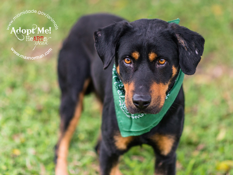RICKEY - ID#A1597955 I am a male, black and brown Rottweiler. The shelter staff think I am about 1 year and 7 months old I have been at the shelter since Feb 28, 2014.