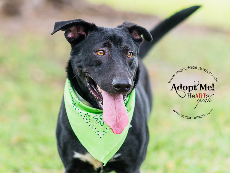 RAY - ID#A1591608 I am a male, black Labrador Retriever mix. The shelter staff think I am about 5 years old I have been at the shelter since Jan 31, 2014.