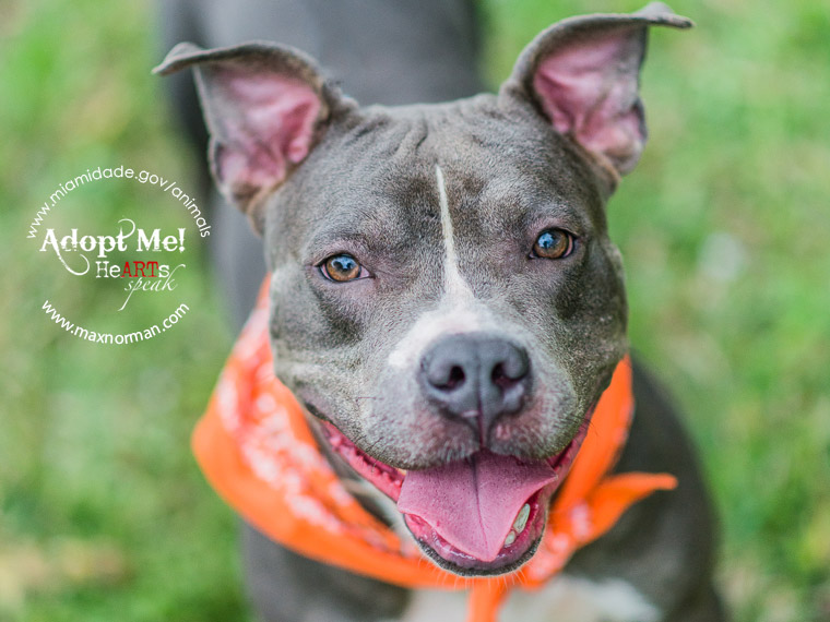 MAYA - ID#A1592092 I am a female, blue and white Pit Bull Terrier. The shelter staff think I am about 4 years old I have been at the shelter since Feb 02, 2014.