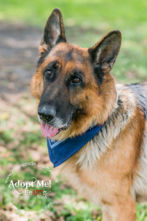 LUIGI - ID#A1602086 I am a male, black and tan German Shepherd Dog mix. The shelter staff think I am about 6 years old I have been at the shelter since Mar 18, 2014.