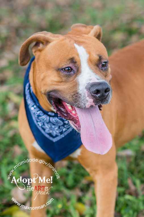WALLACE - ID#A1593271 I am a male, brown and white Pit Bull Terrier mix. The shelter staff think I am about 3 years old I have been at the shelter since Feb 06, 2014.